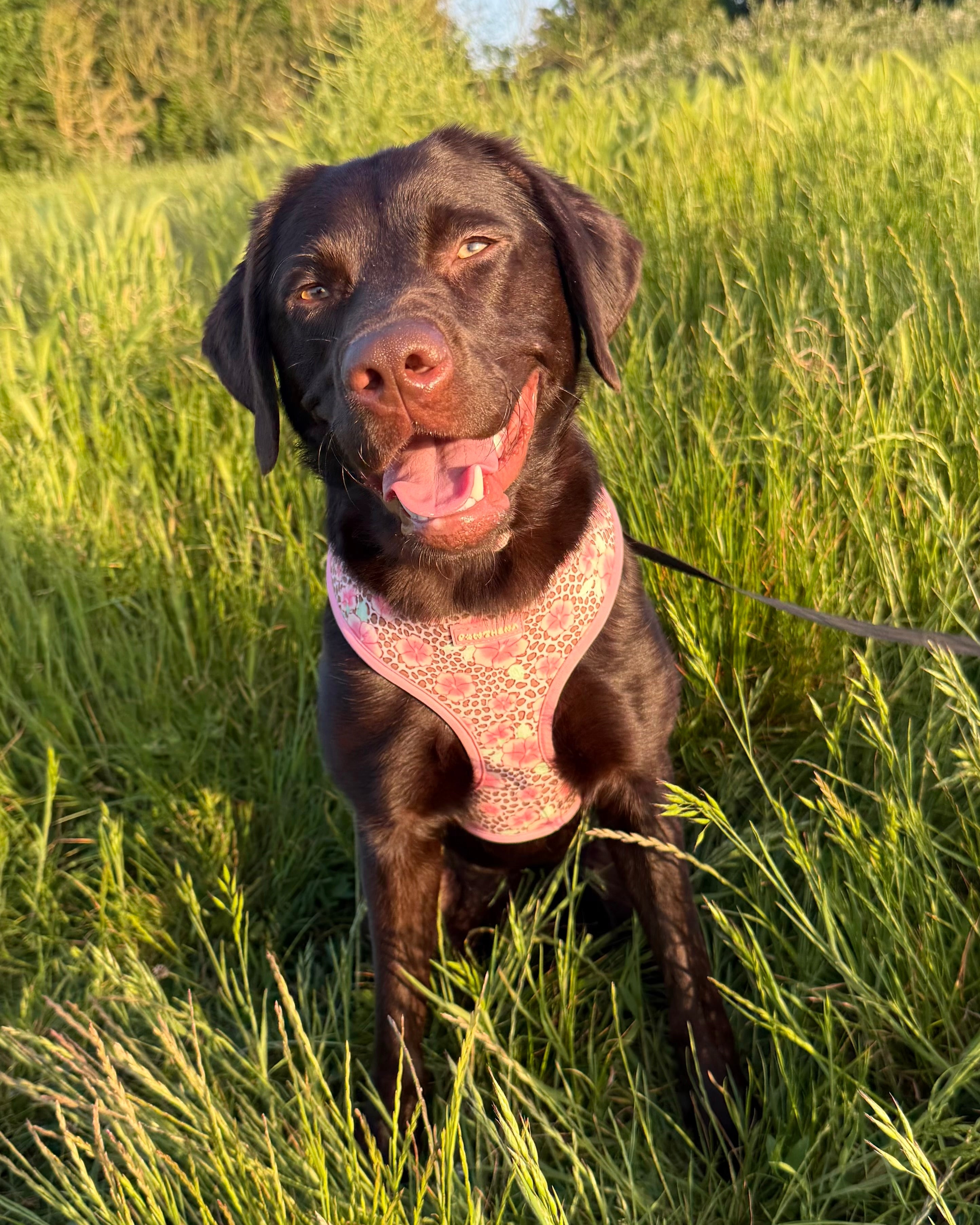 Meet Pawthena: The Story Behind Our Brand