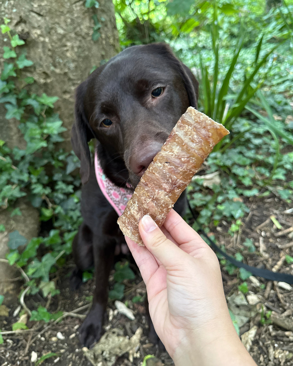 Pawthena Beef Trachea