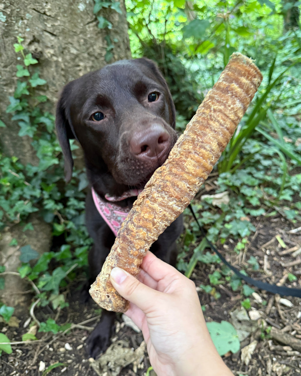 Pawthena Beef Trachea