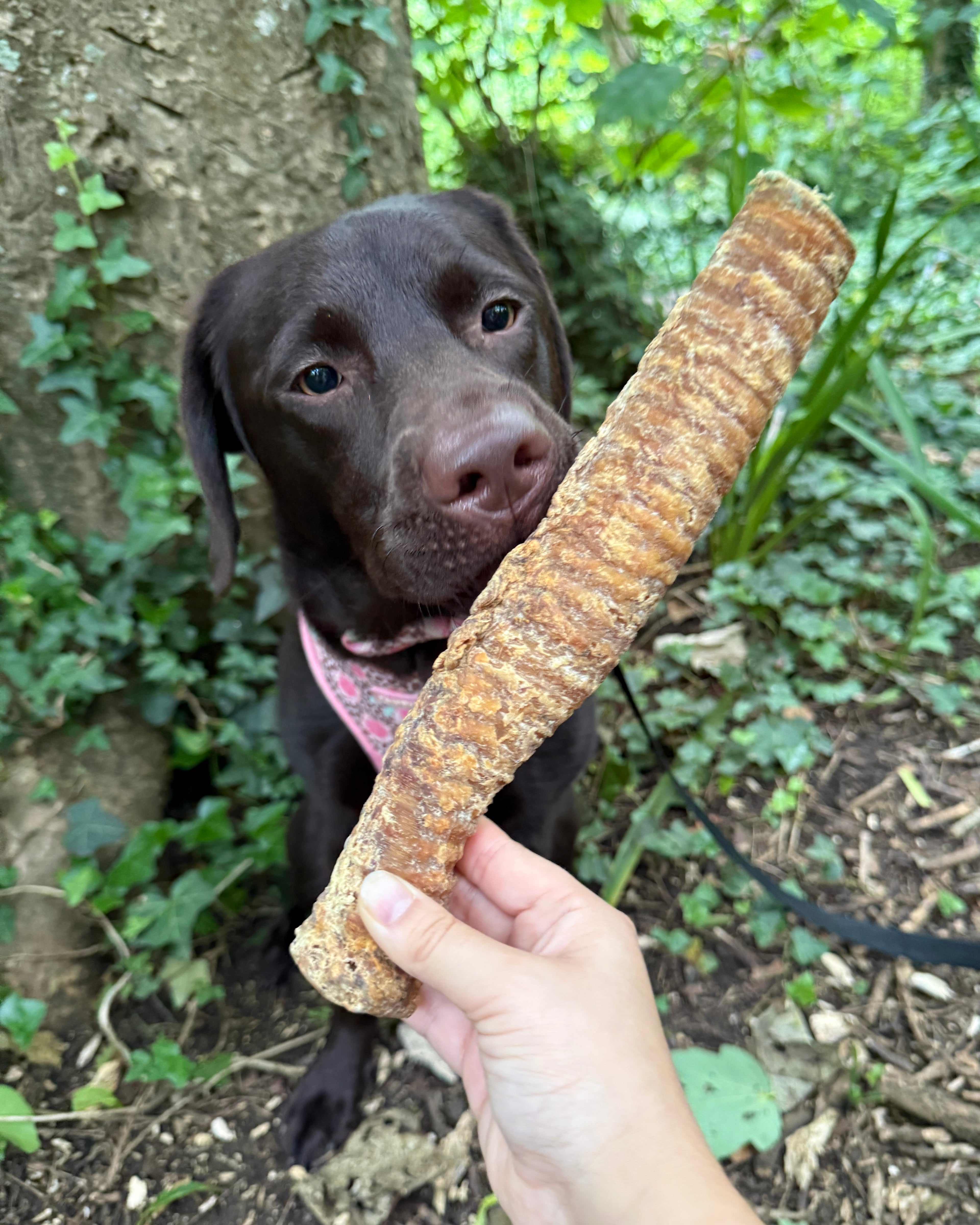Pawthena Beef Trachea