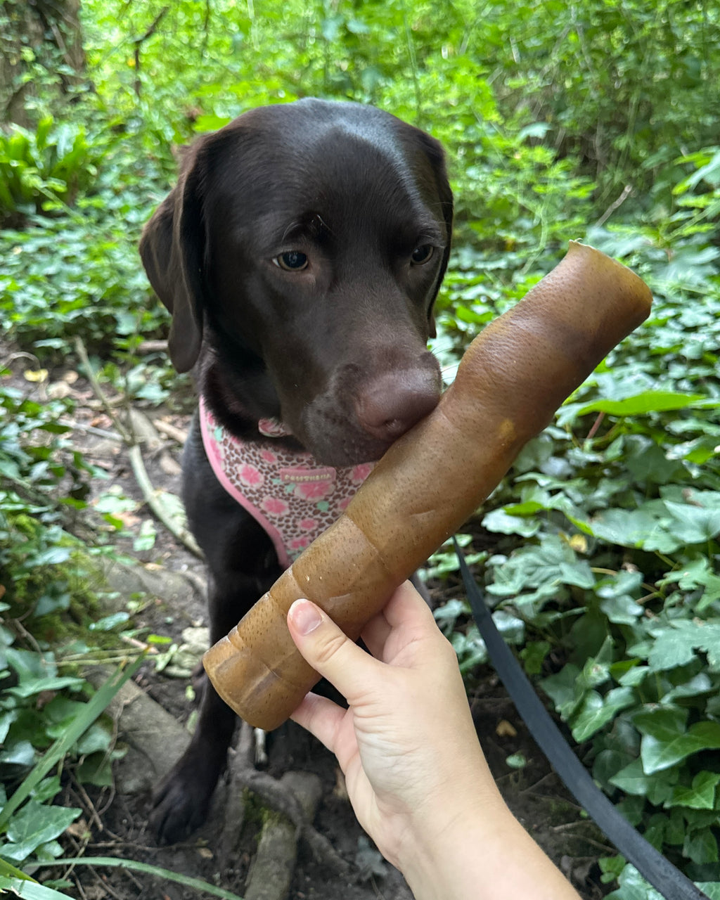 Pawthena Jumbo Camel Skin Roll