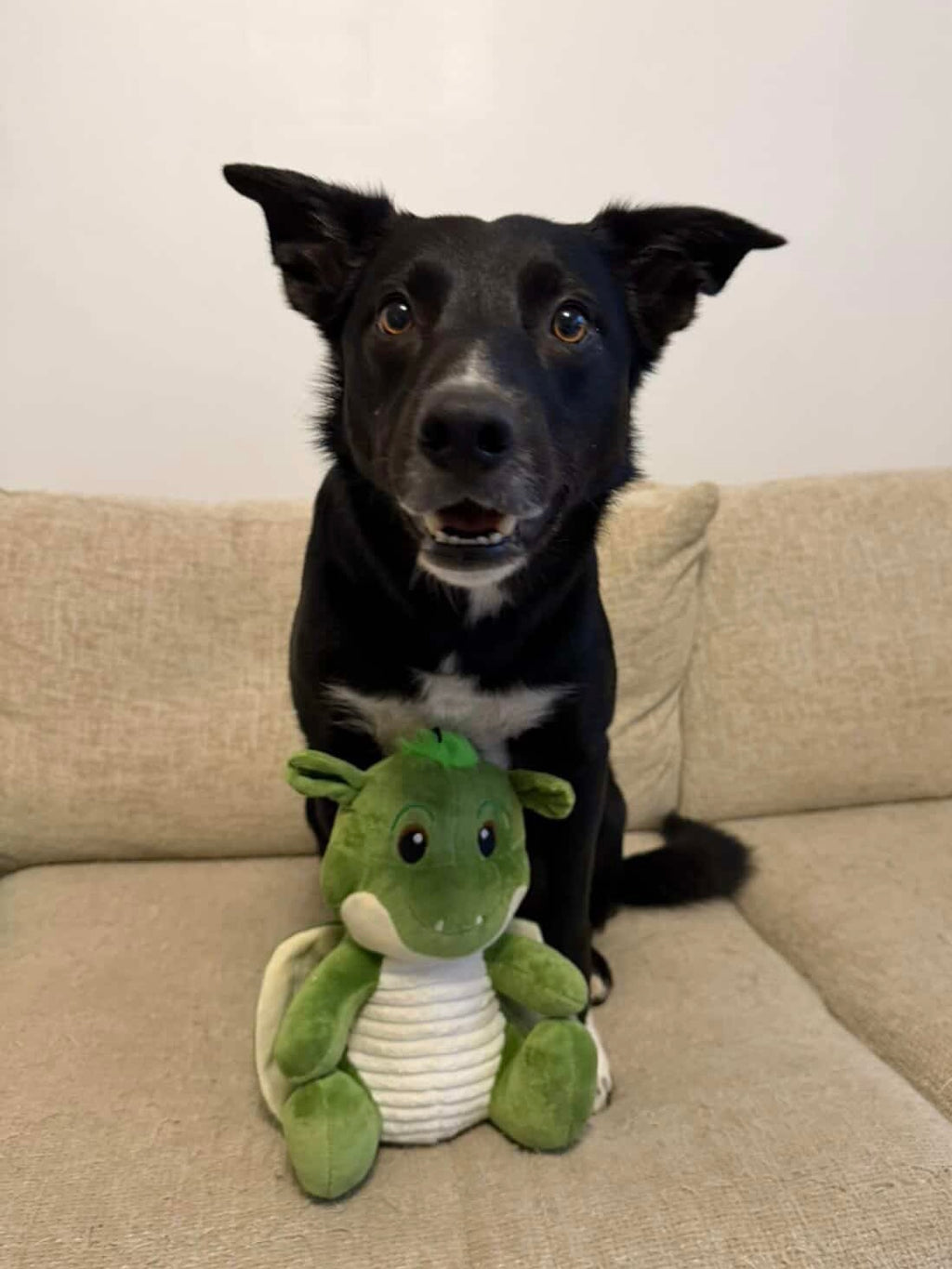 Ancol Sprout The Dragon Dog Toy