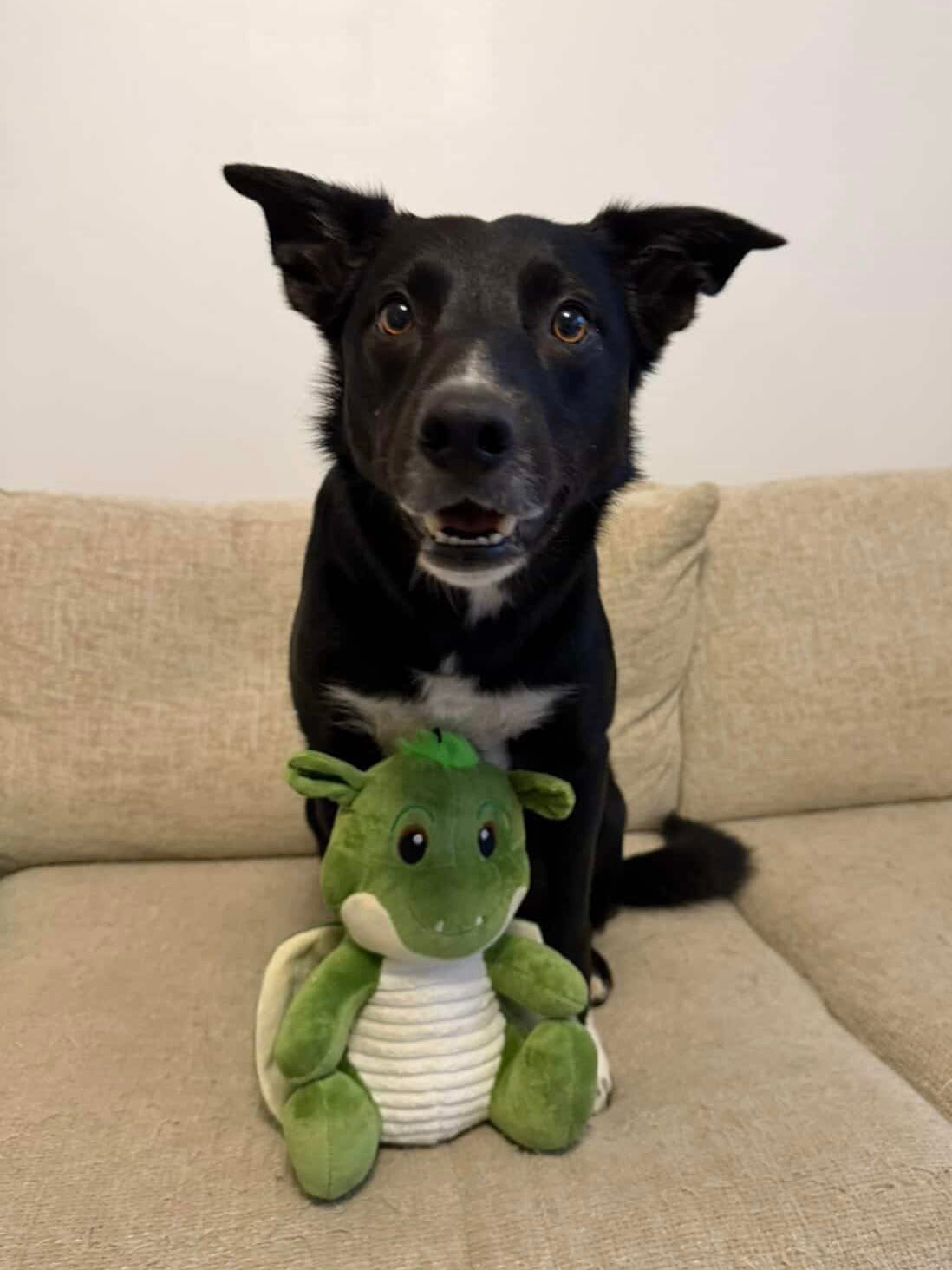 Ancol Sprout The Dragon Dog Toy