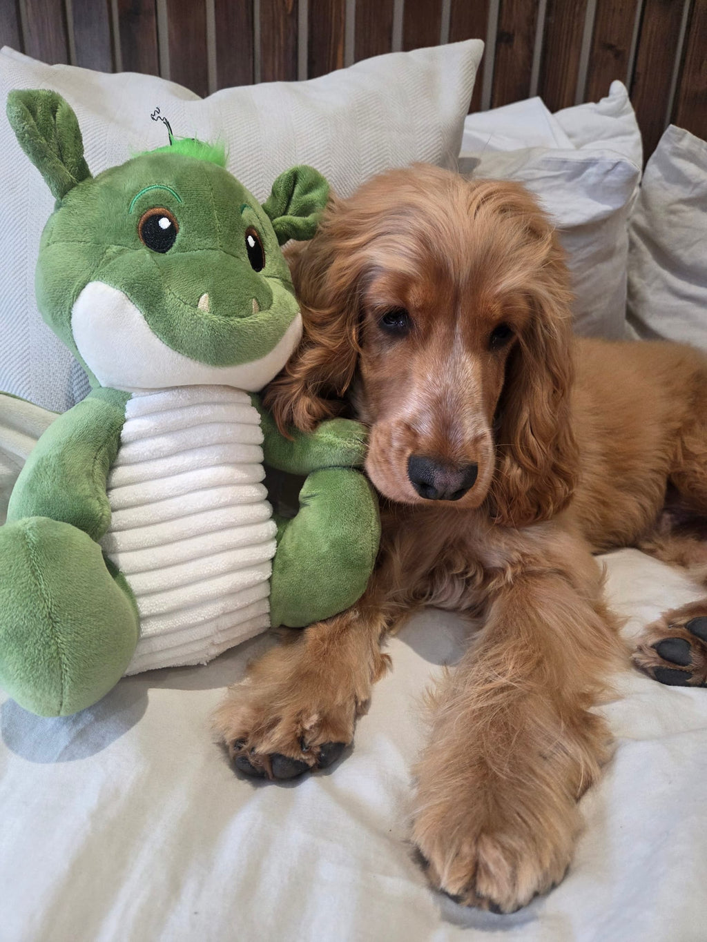 Ancol Sprout The Dragon Dog Toy