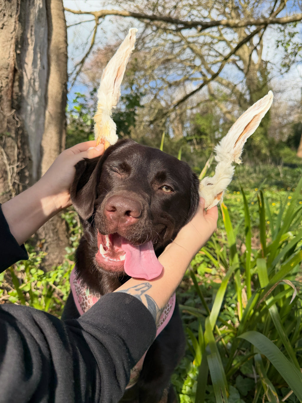 Anco Naturals Hairy Rabbit Ears