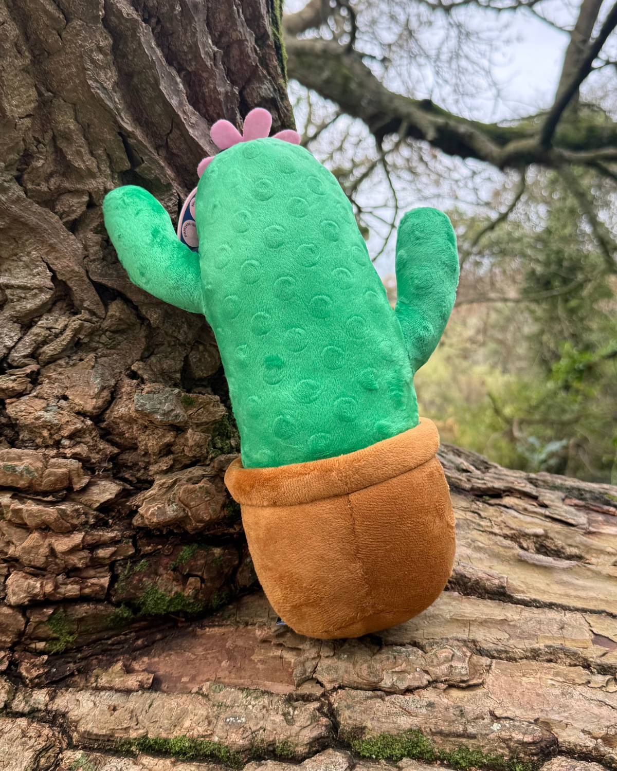 Ancol Cuddle Cactus Toy