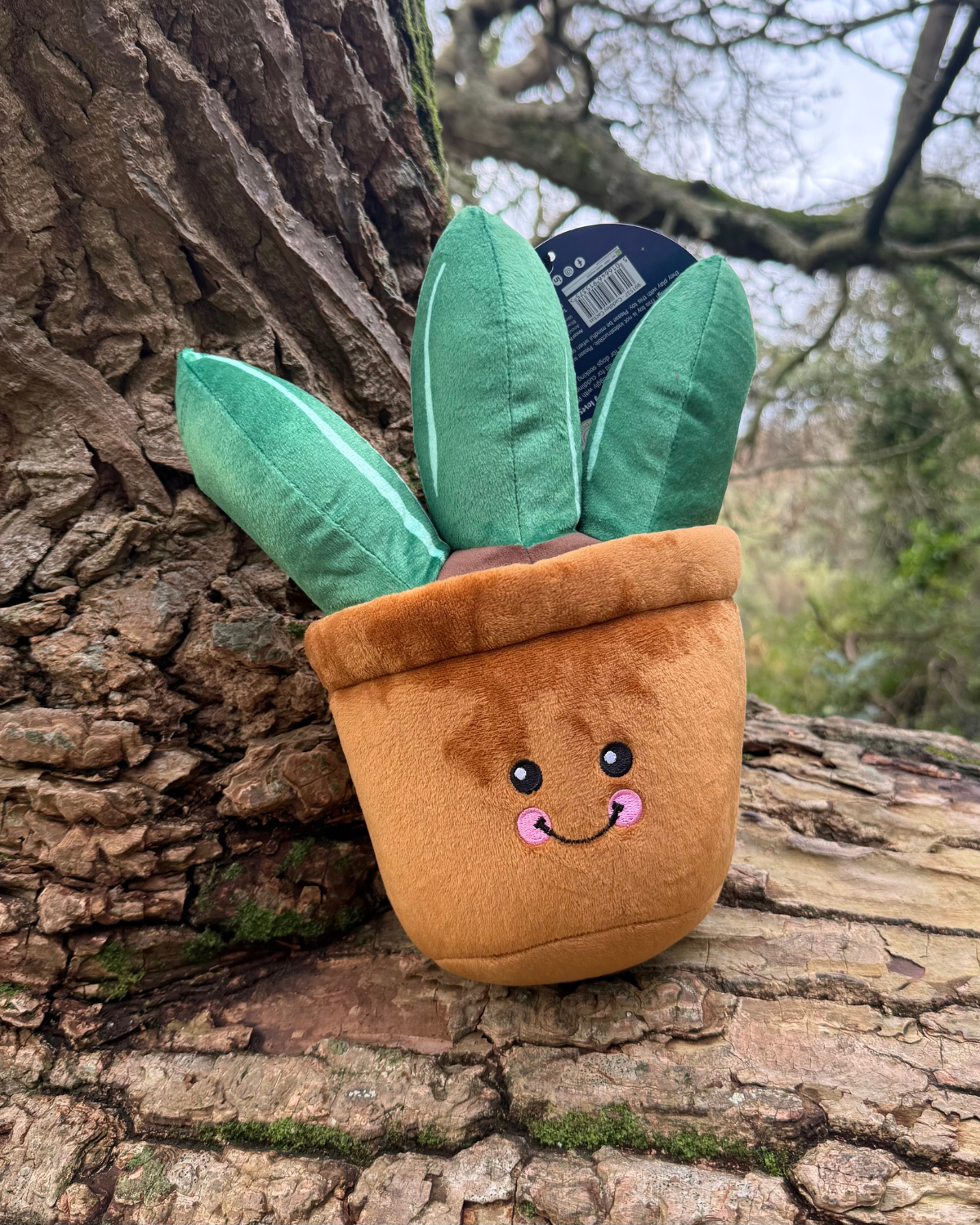 Ancol Cuddle Cactus Toy