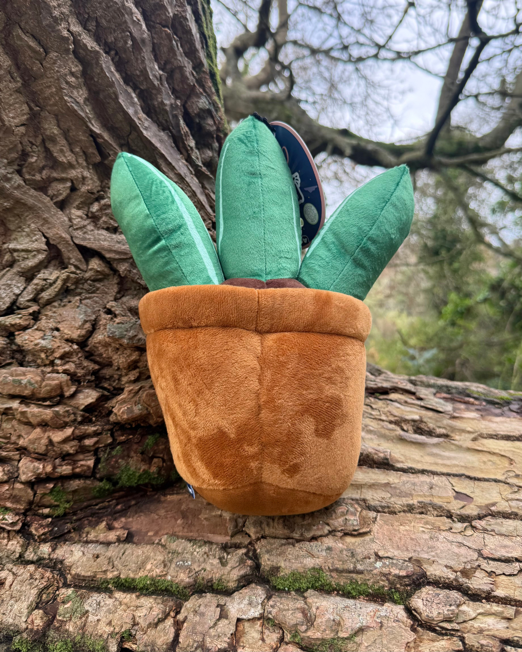 Ancol Cuddle Cactus Toy