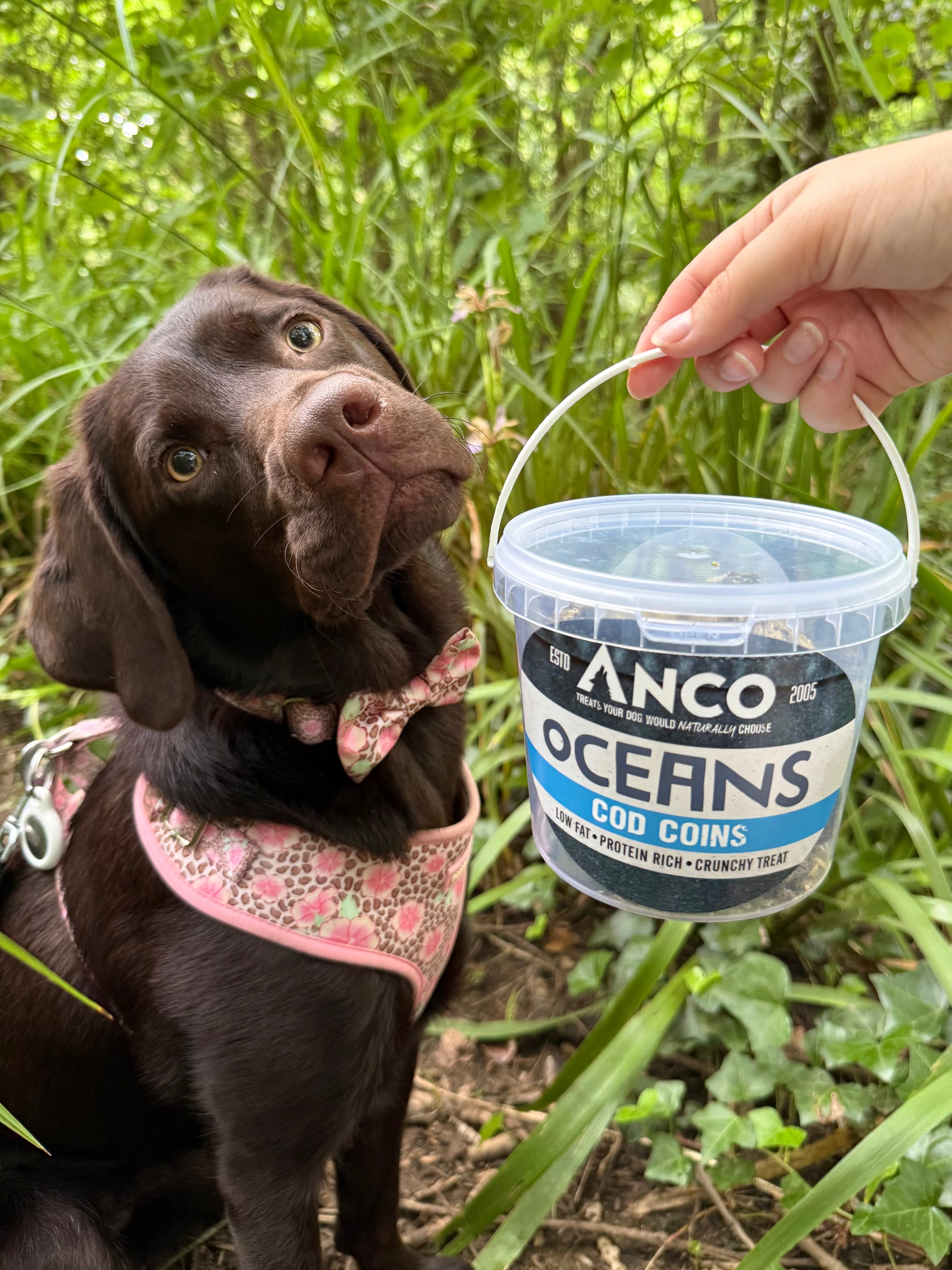Anco Oceans Cod Coins Dog Treats