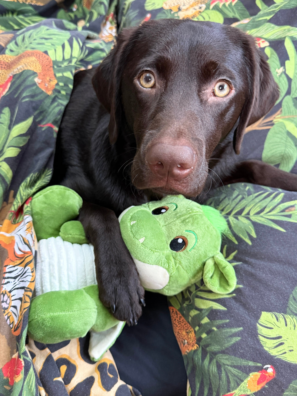 Ancol Sprout The Dragon Dog Toy