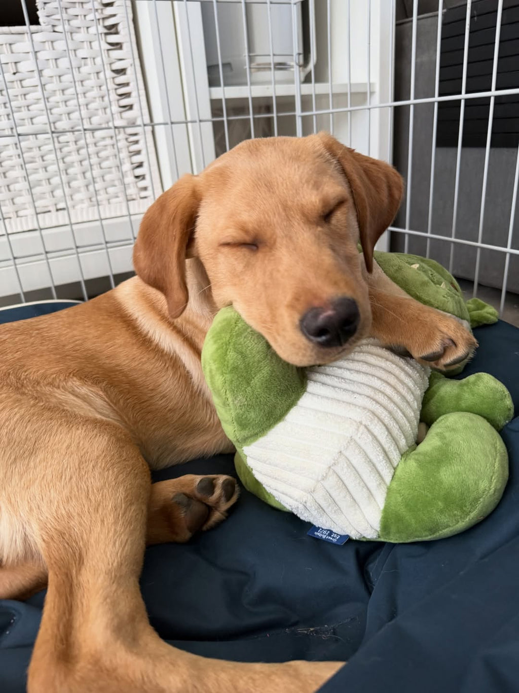 Ancol Sprout The Dragon Dog Toy