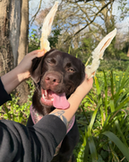 Pawthena Hairy Rabbit Ears