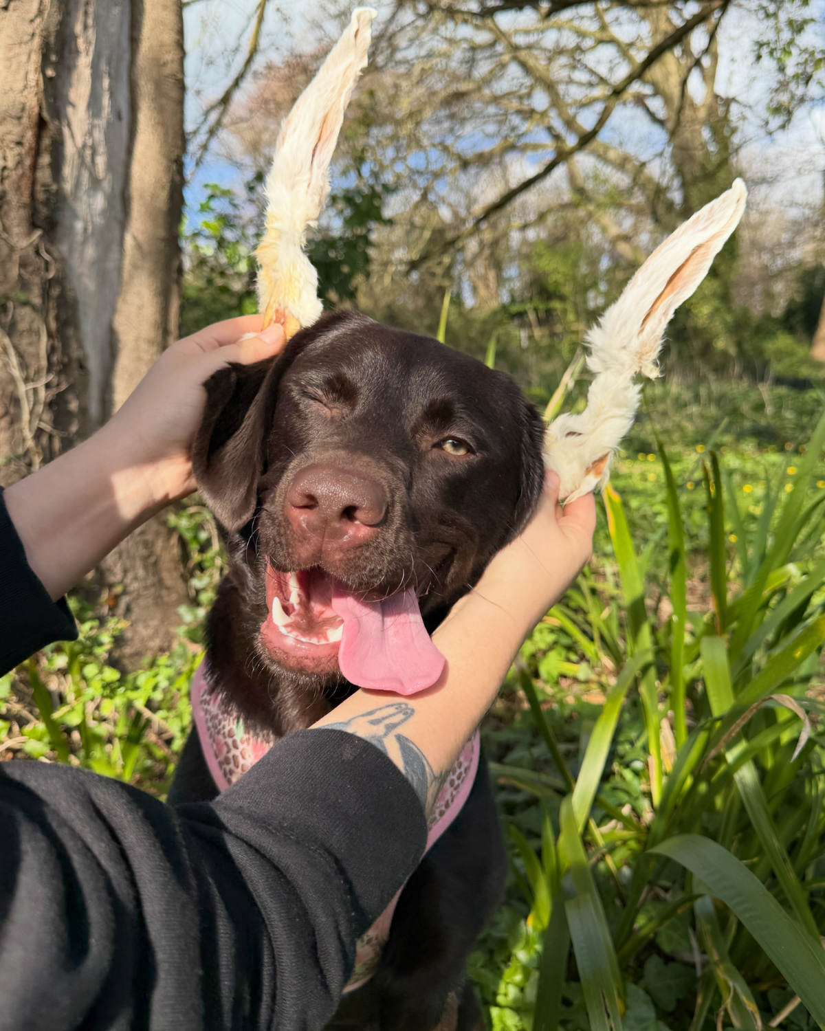 Pawthena Hairy Rabbit Ears